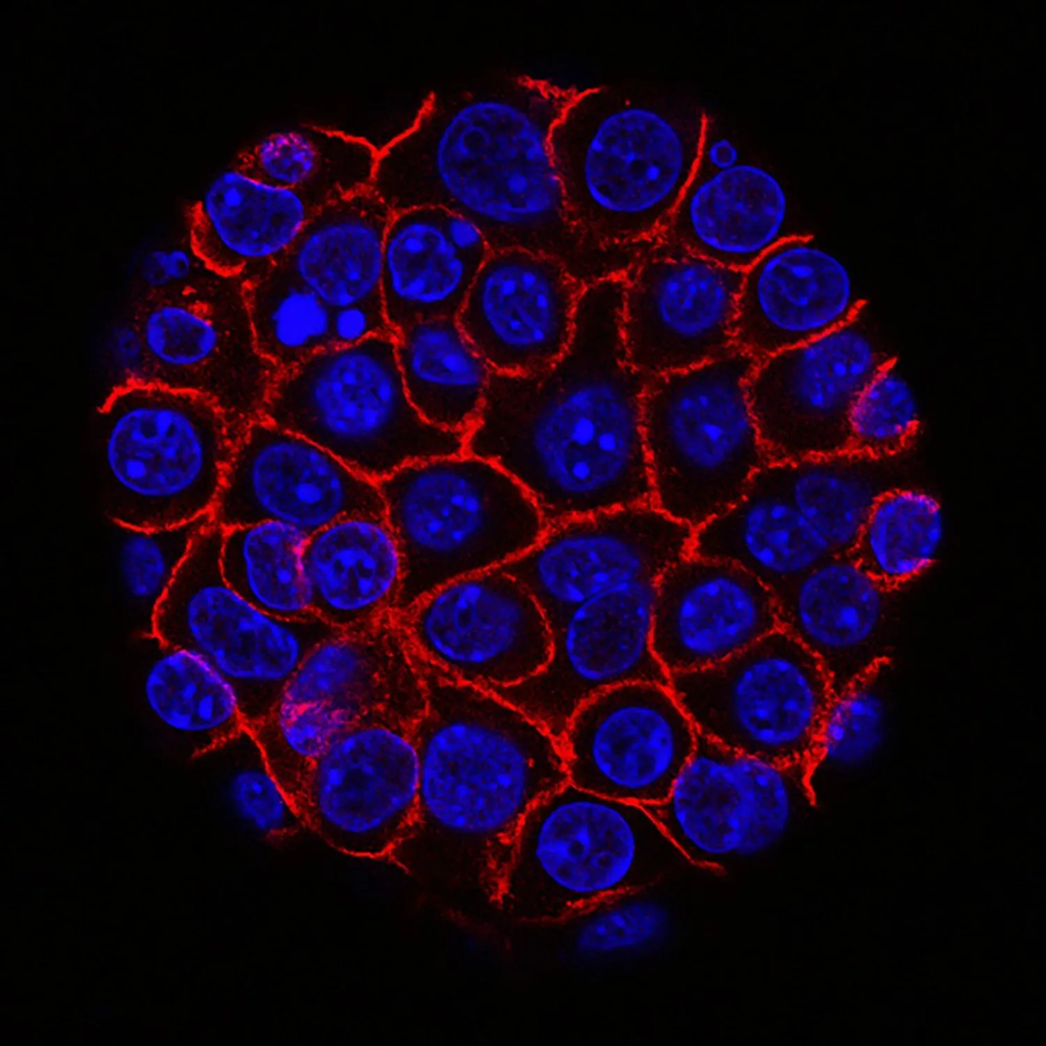 Microscopy Society of Canada