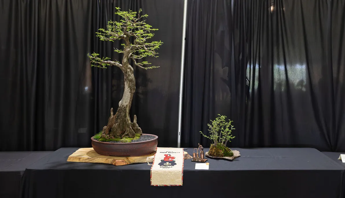 C'est Bonsai 2026 - Celebrating 50 Years of Louisiana Bonsai