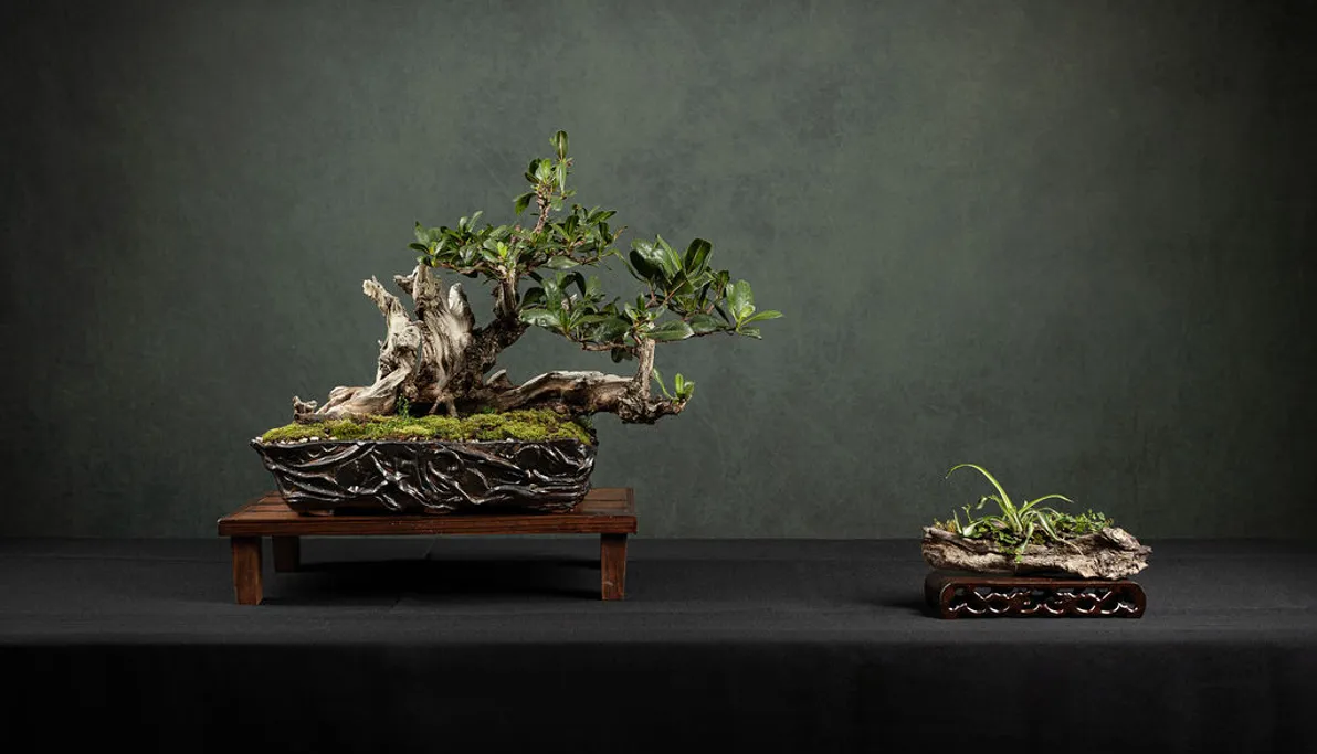 bonsai zeitschrift Bonsaify main image 0