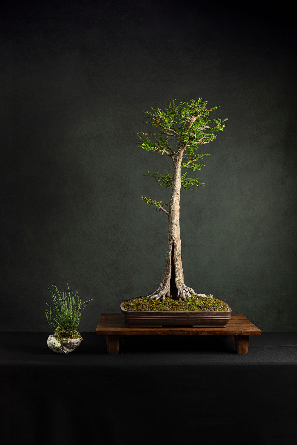 C'est Bonsai 2026 - Celebrating 50 Years of Louisiana Bonsai