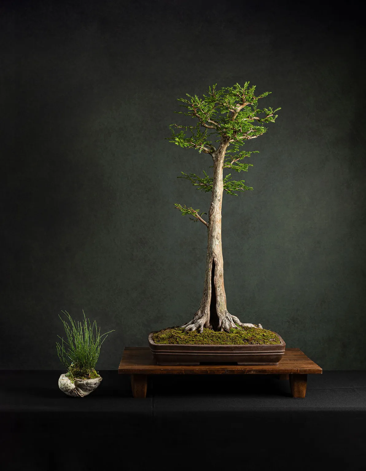 C'est Bonsai 2026 - Celebrating 50 Years of Louisiana Bonsai