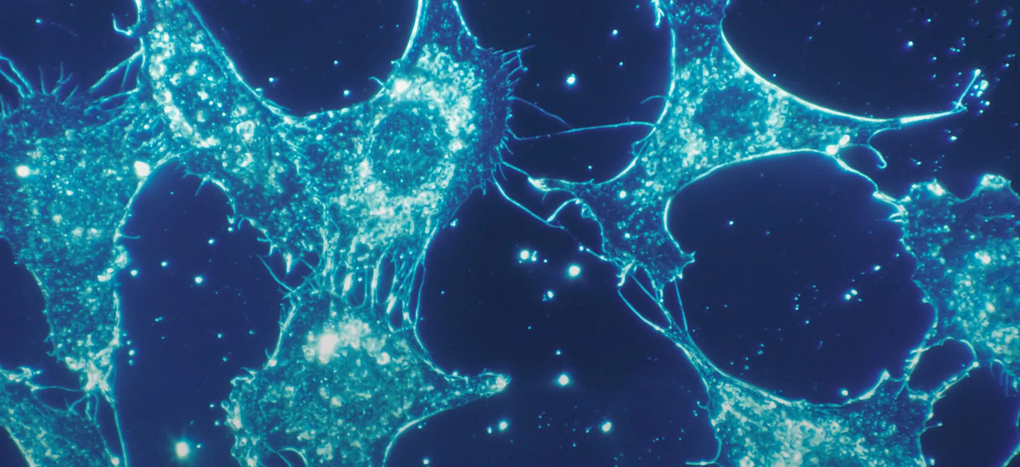Microscopy Society of Canada