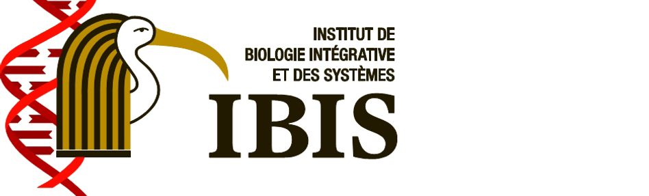 IBIS