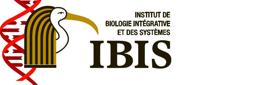 IBIS